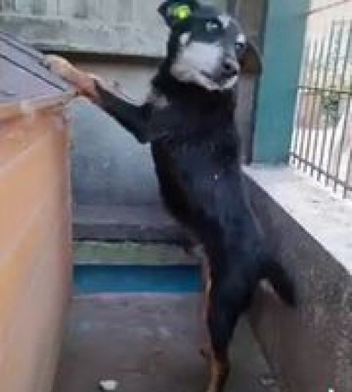 იაქტერიერი