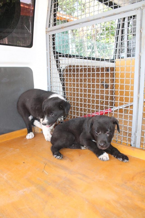 მეტისის ლეკვები უსახელო