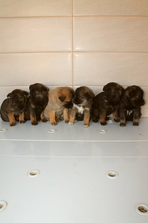 მეტისის ლეკვები უსახელო