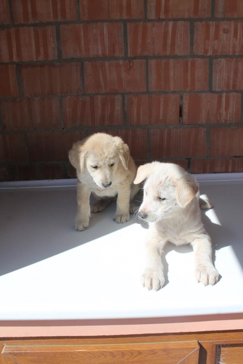 მეტისის ლეკვები უსახელო