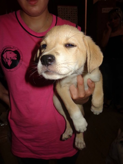 მეტისი უსახელო