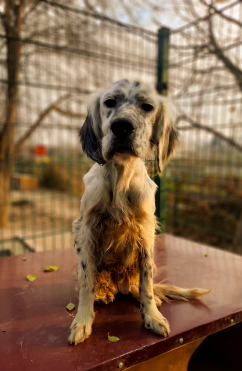 სეტერი ლოლა