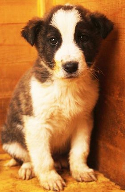 ქართული ქოფაკი უსახელო