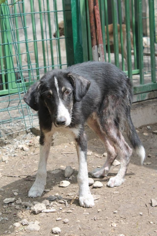 მეტისი უსახელო