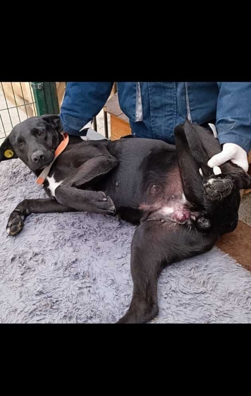 მეტისი ლილოს ტერმინალი