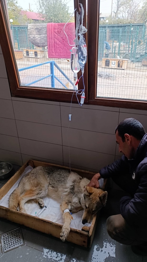 მეტისი ფრედო