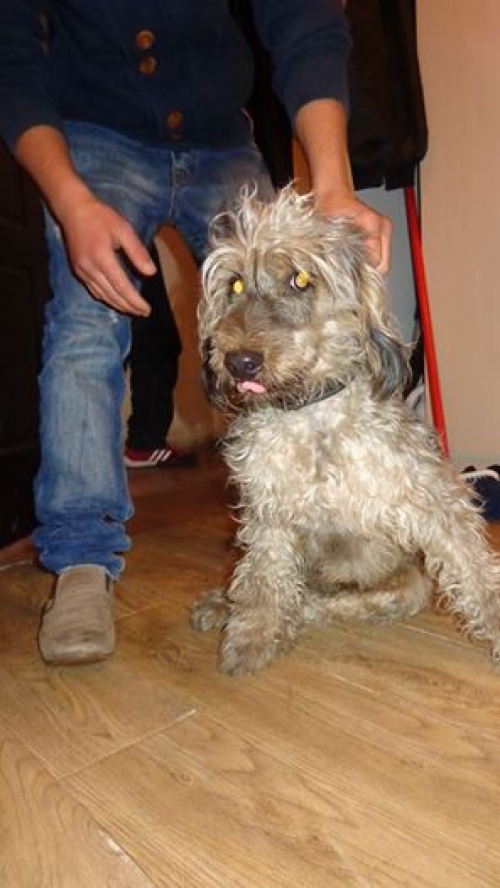 ბალონკა უსახელო