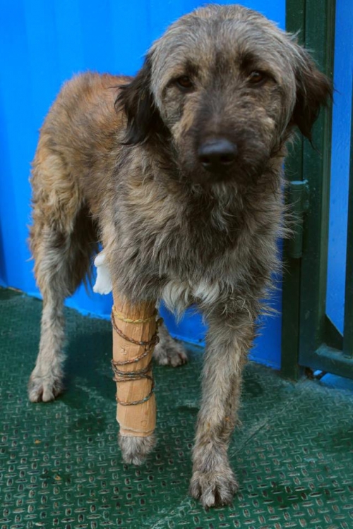 შნაუცერი უსახელო