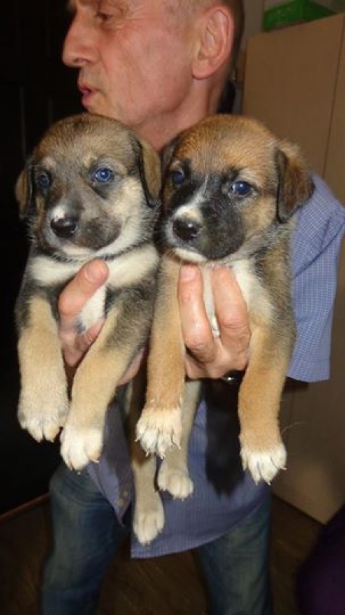 მეტისის ლეკვები უსახელოები