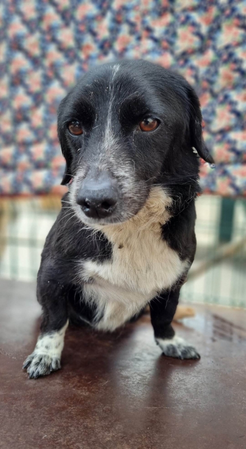 მეტისი პაატა ჯანელიძე ქუჩა 146