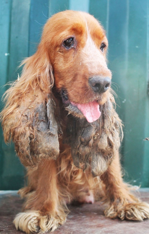 კოკერსპანიელი უსახელო