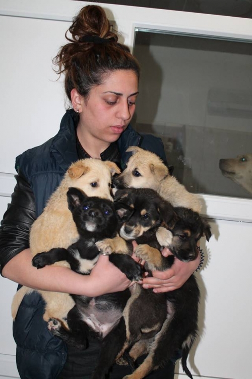 მეტისის ლეკვები უსახელო