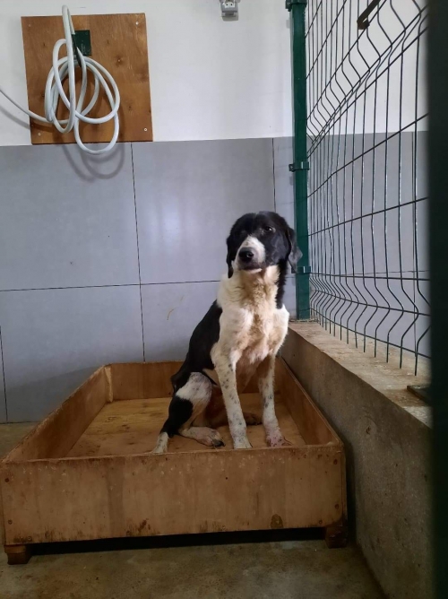 მეტისი ტაბახმელა