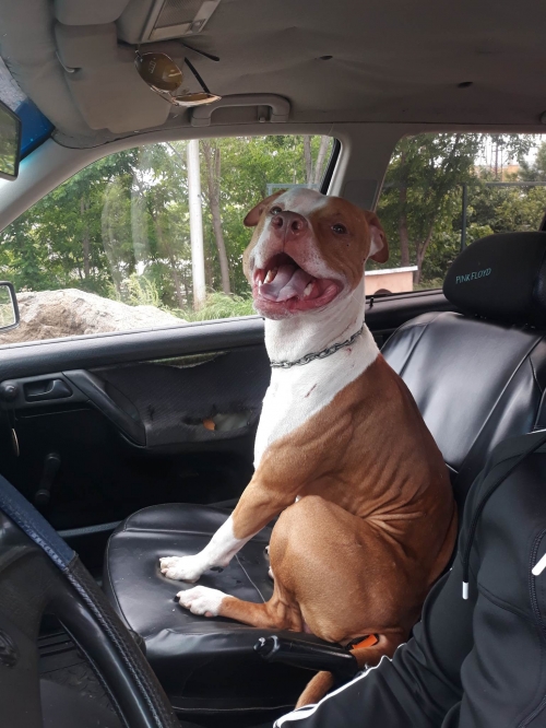 პიტი ბაქსი