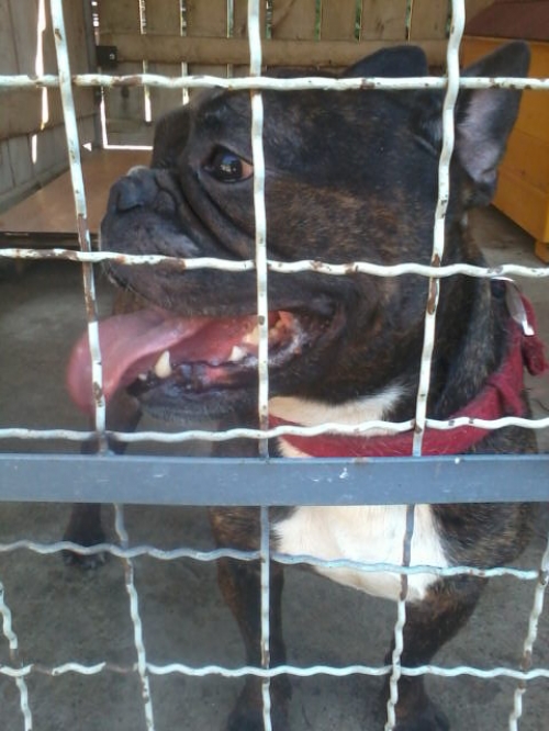 ფრანგული ბულდოგი