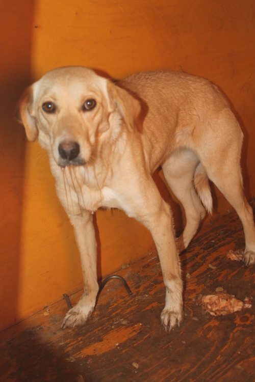 მეტისი უსახელო