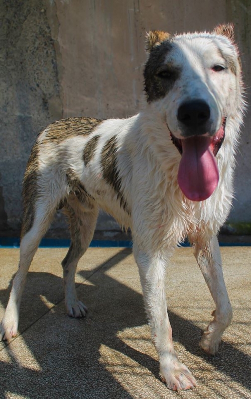 ქართული ნაგაზი ბაქსი