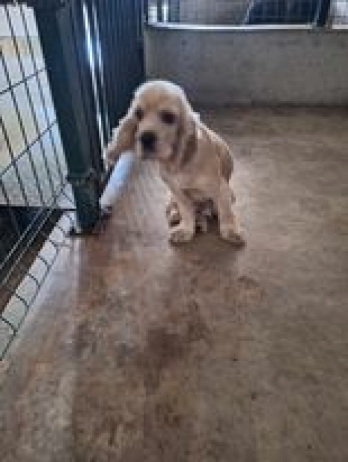 კოკერსპანიელი წავკისი