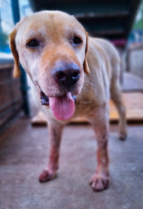 ლაბრადორი ლილოს დასახლება