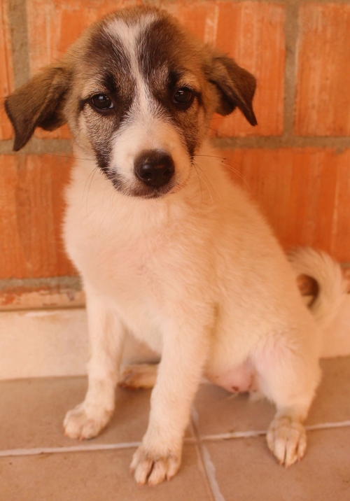 ქართული ქოფაკი უსახელო