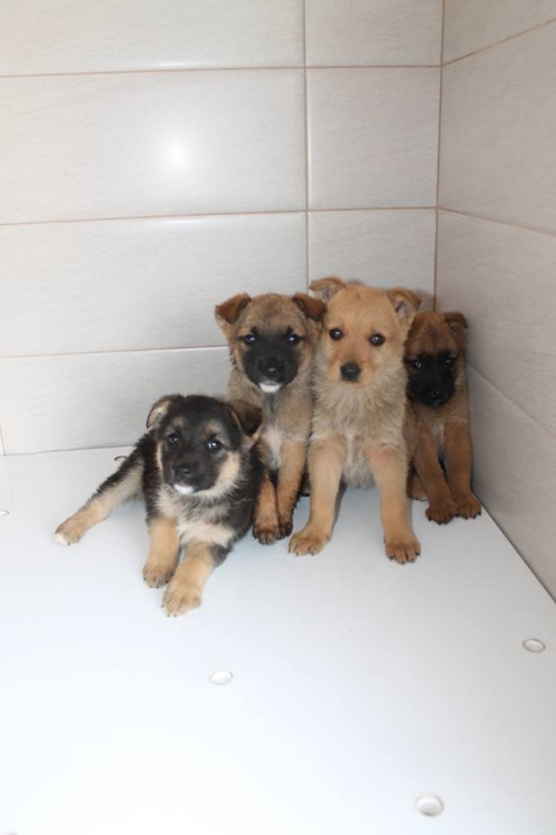 გერმანული ნაგაზის მეტისი უსახელო