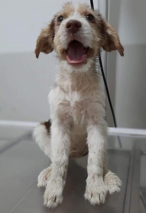 დრათხარი ქ.თბ. ლაგოდეხის ქყჩა 8 ნომერი