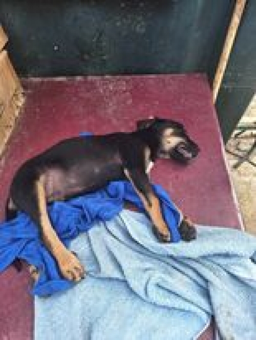 მეტისი დიდიდიღომი