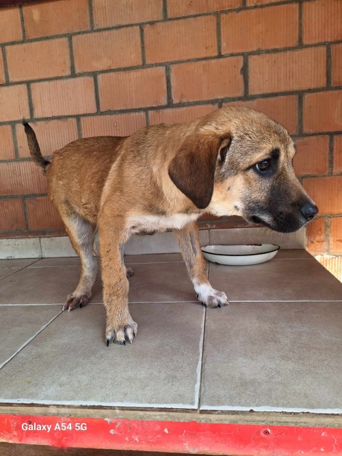 ქართული ქოფაკი ჩააბარა უცხოელმა