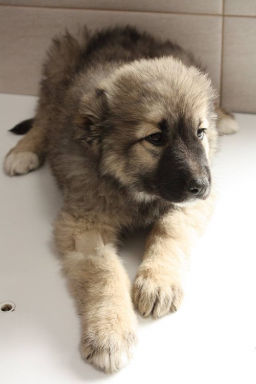 ქართული ნაგაზი ბუბა