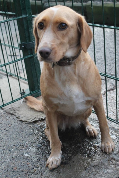 კოკერსპანელის მეტისი უსახელო