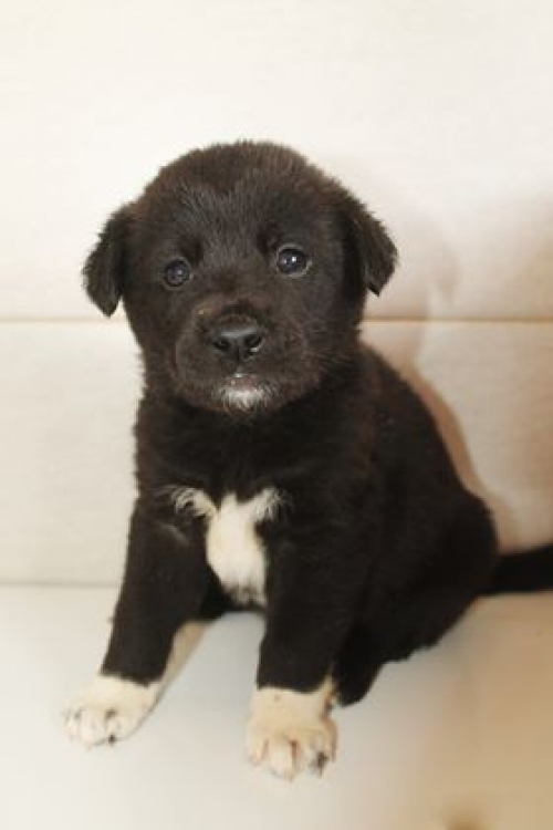 მეტისი უსახელო