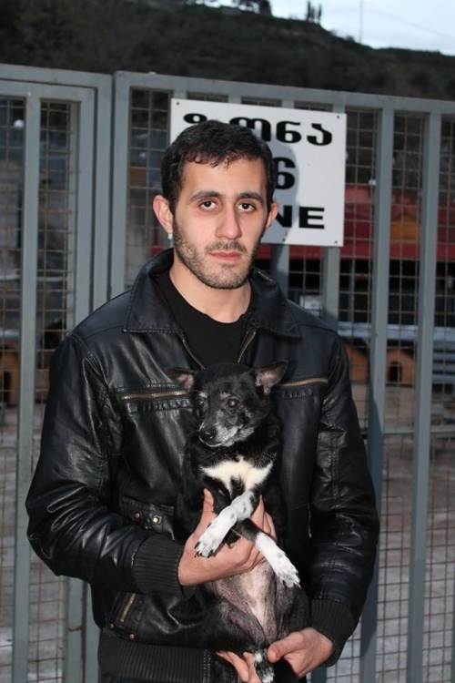 ტოი ტერიერ მიკი