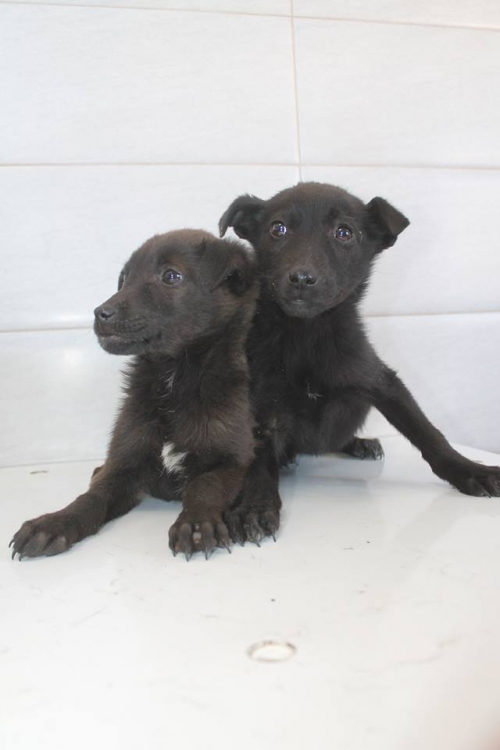 მეტისის ლეკვები უსახელო