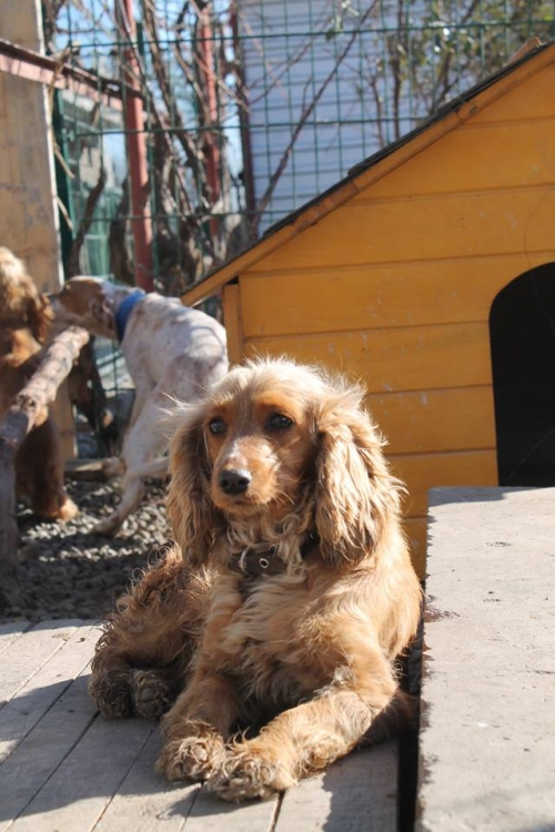 კოკერსპანიელი უსახელო