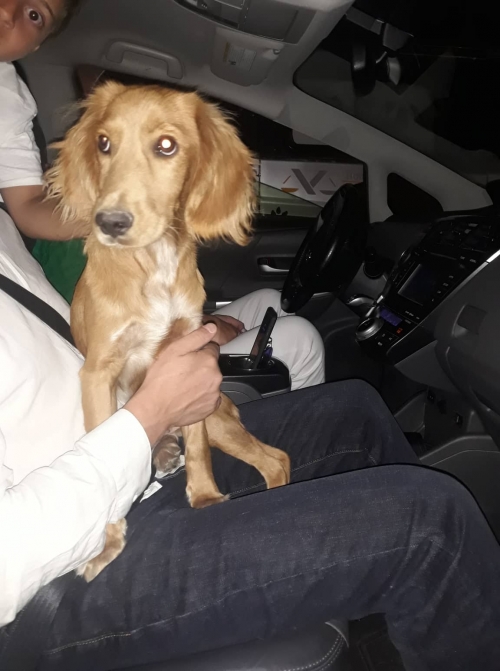 კოკერსპანიელი ორთაჭალაში ნაპოვნი