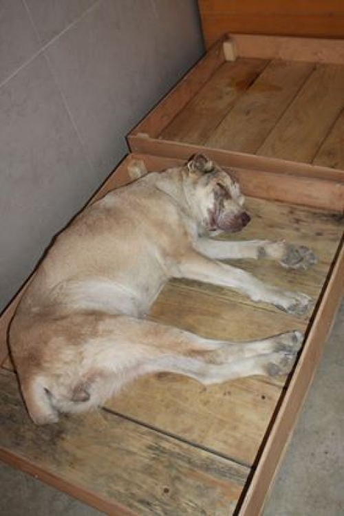 ქართული ქოფაკი მასხარა