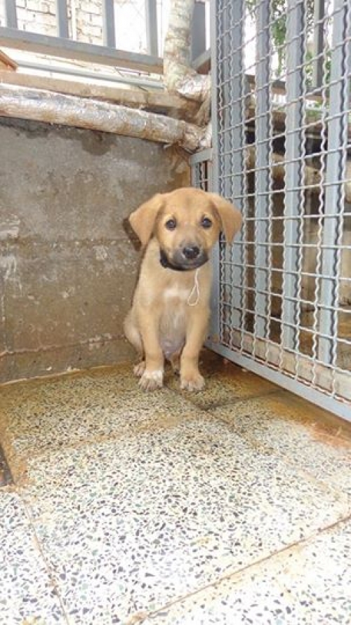 მეტისი უსახელო