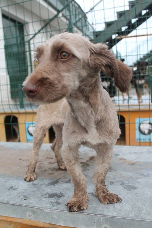 ბალონკის მეტისი უსახელო