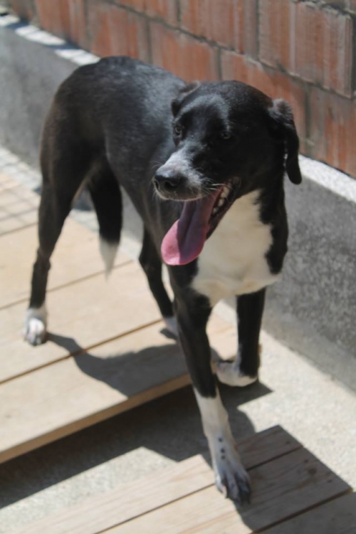 მეტისი უსახელო