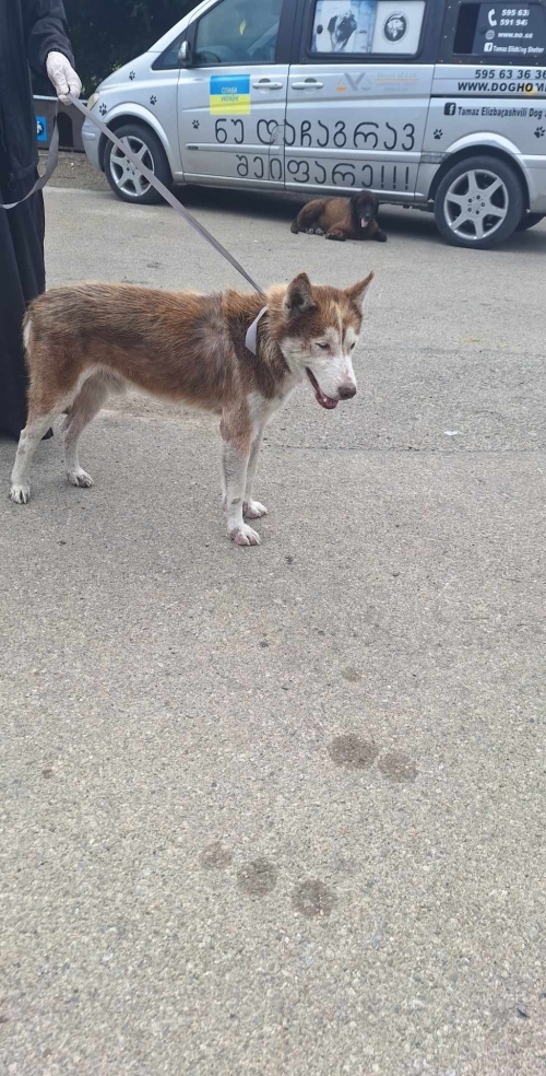 ლაიკა მცხეთა frsh kafe