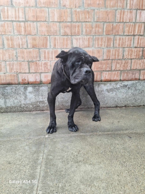 კანე კორსო მოიყვანა დარიკო გოგებაშვილი