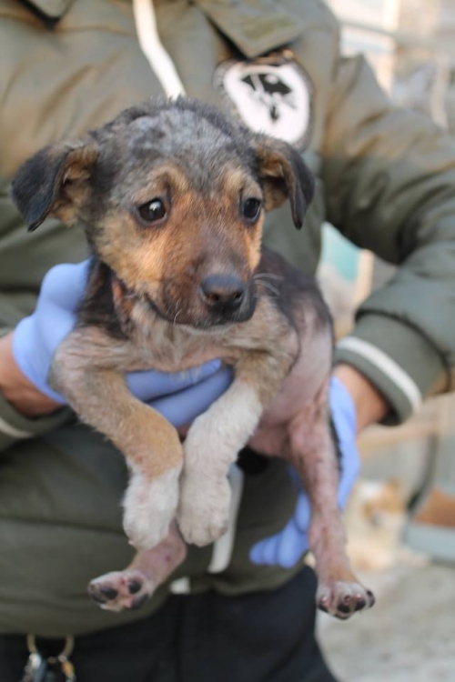 მეტისი უსახელო