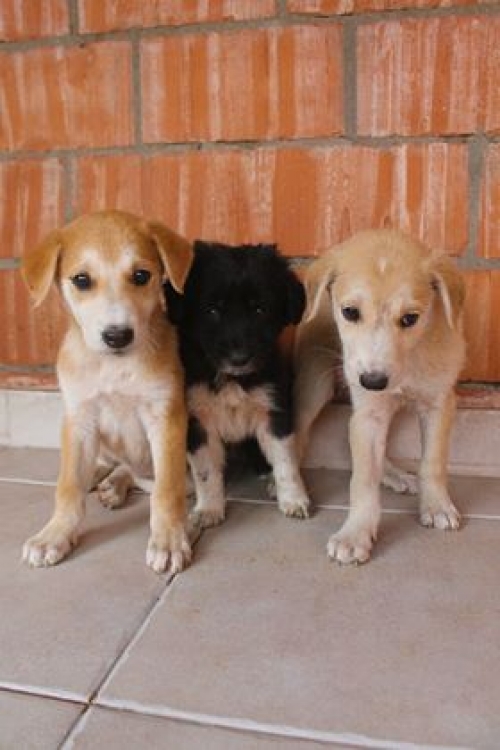 ქართული ქოფაკი უსახელო