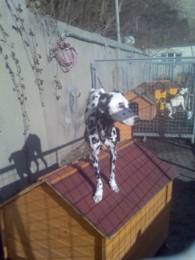 * გაჩუქებულები რინგო