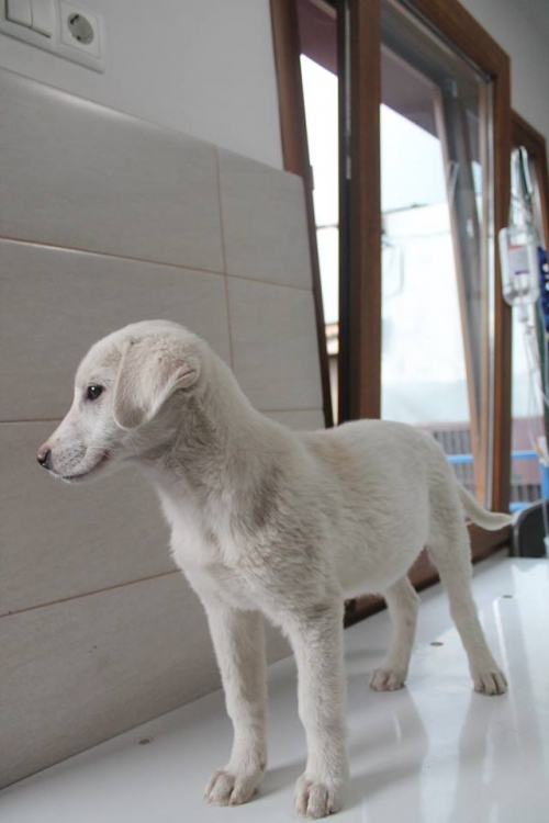 მეტისი უსახელო