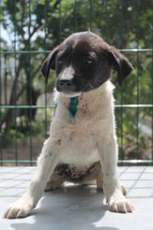 მეტისი უსახელო