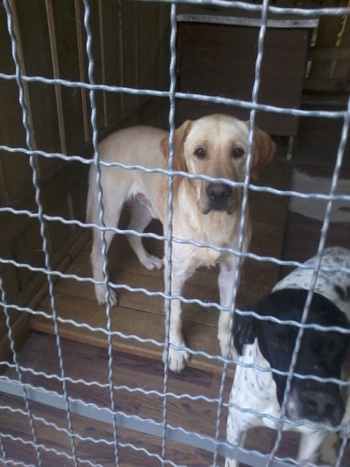 ლაბრადორი ჯეფი