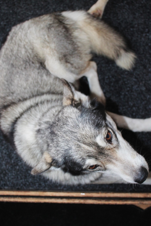 ლაიკა უსახელო