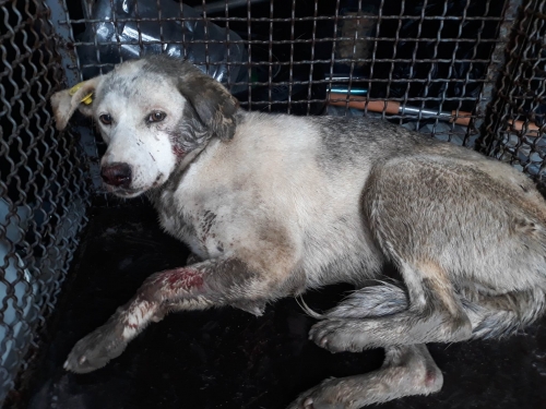 მეტისი ვარკეთილი