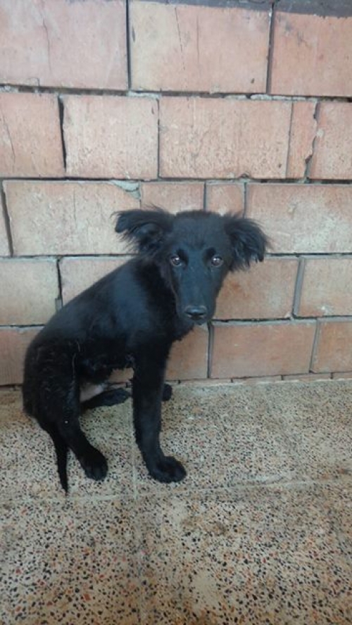 მეტისი რექსა